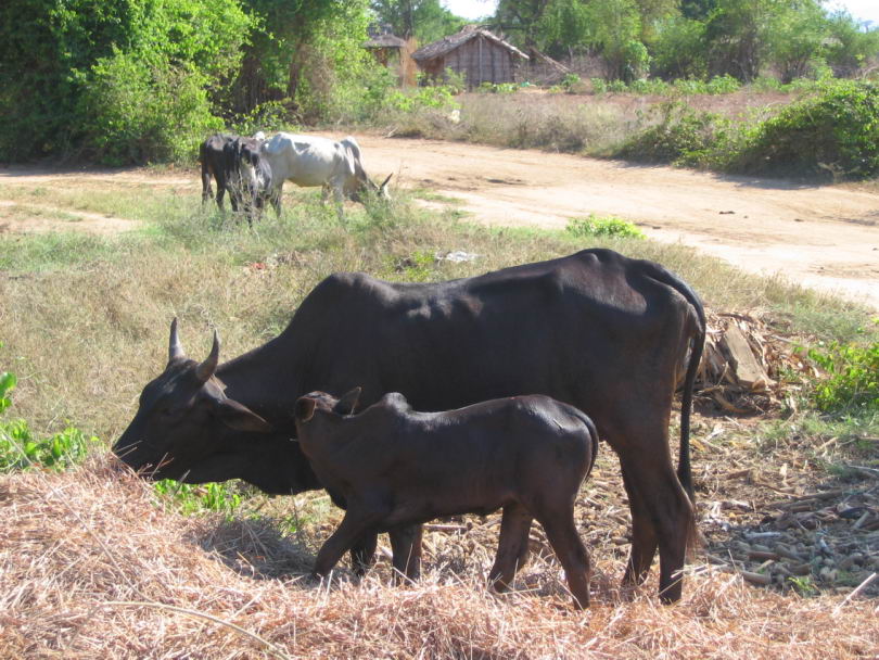 Maman zbu et son petit