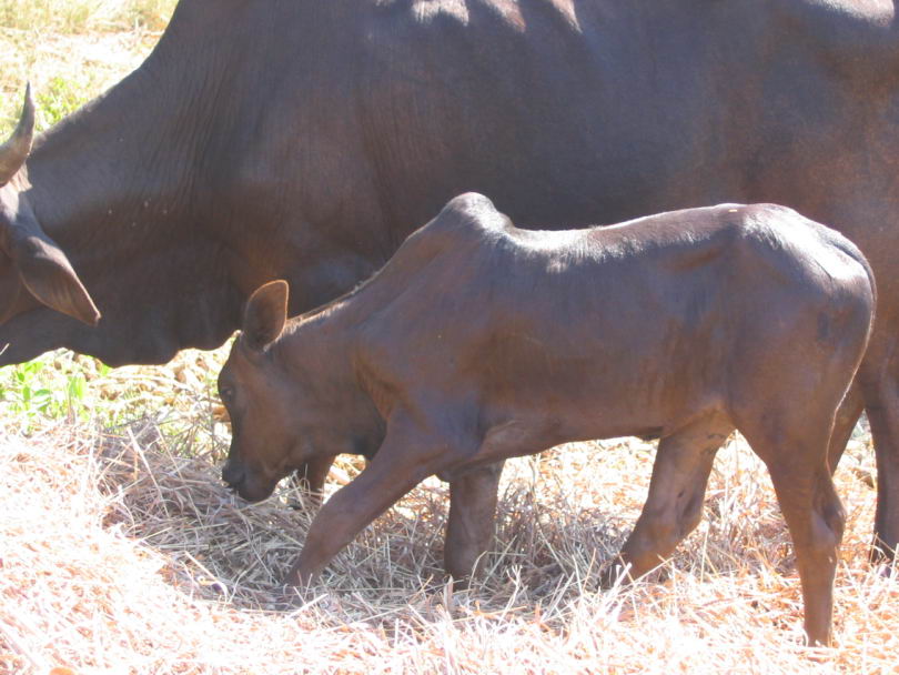 Maman zbu et son petit 2