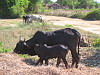 maman zebu et son petit