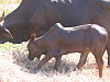 maman zebu et son petit