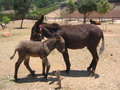 madagascar-tulear-morombe-befandriana