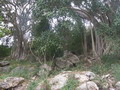 madagascar-tulear-morombe-befandriana