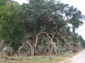 madagascar-tulear-morombe-befandriana