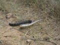 madagascar-tulear-morombe-befandriana