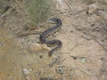 madagascar-tulear-morombe-befandriana