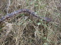 madagascar-tulear-morombe-befandriana