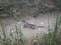 madagascar-tulear-morombe-befandriana