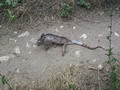 madagascar-tulear-morombe-befandriana