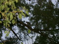 madagascar-tulear-morombe-befandriana