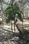 madagascar-tulear-morombe-befandriana