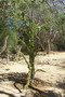 madagascar-tulear-morombe-befandriana