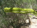 madagascar-tulear-morombe-befandriana