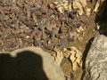 madagascar-tulear-morombe-befandriana