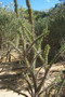 madagascar-tulear-morombe-befandriana