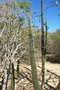 madagascar-tulear-morombe-befandriana