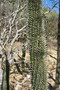 madagascar-tulear-morombe-befandriana