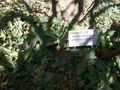 madagascar-tulear-morombe-befandriana