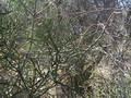 madagascar-tulear-morombe-befandriana