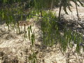 madagascar-tulear-morombe-befandriana