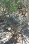 madagascar-tulear-morombe-befandriana