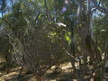 madagascar-tulear-morombe-befandriana