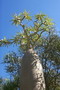 madagascar-tulear-morombe-befandriana