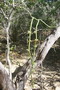 madagascar-tulear-morombe-befandriana