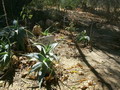 madagascar-tulear-morombe-befandriana
