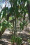 madagascar-tulear-morombe-befandriana