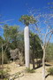 photos et images de l'arboretum de Tulear